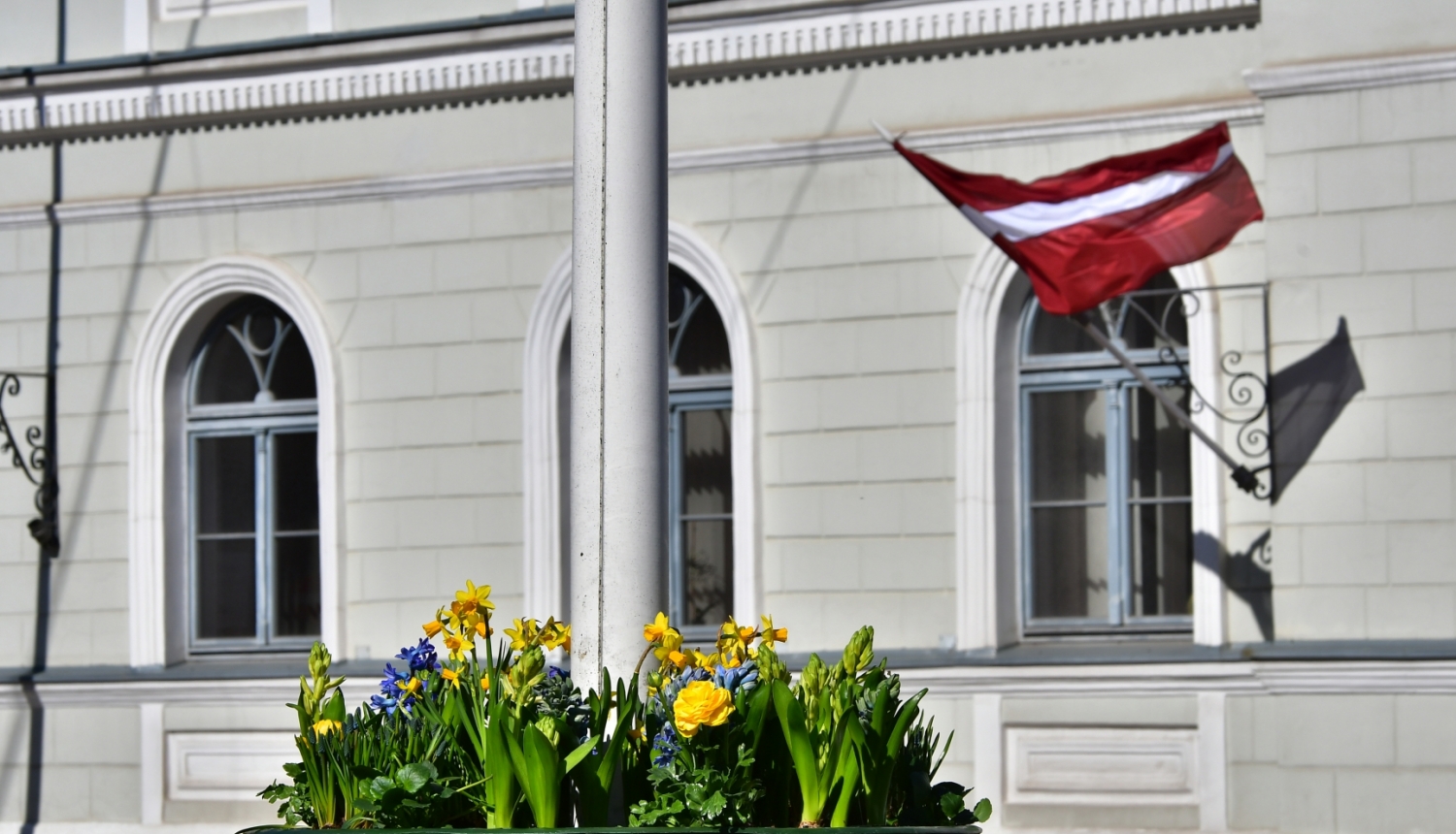 Dzeltenas puķītes puķopodā tuvplānā, fonā gaiša Jēkabpils novada domes ēka ar Latvijas karogu pie sienas pa labi